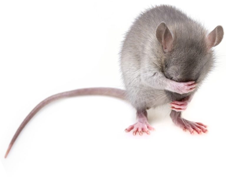 Jak pozbyć się myszy z piwnicy?
