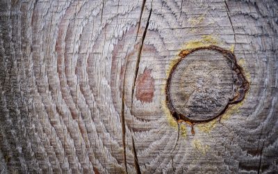 Tartak – Źródło Wyjątkowego Drewna: Kreuj Z Pasją i Wytrzymałością.